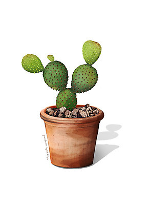 PSD 식물 화분 일러스트 선인장 사람없음 조약돌 원예 백도선 디테일 국내일러스트 취미 돌_바위 파일형식