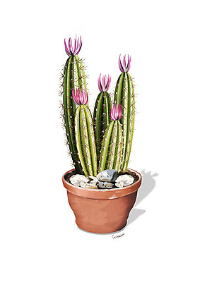 PSD 식물 꽃 화분 분홍색 일러스트 선인장 사람없음 조약돌 원예 디테일 금계룡 국내일러스트 컬러 취미 돌_바위 파일형식