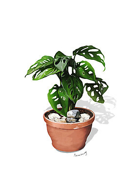 PSD 식물 화분 일러스트 사람없음 조약돌 원예 몬스테라 디테일 국내일러스트 취미 돌_바위 파일형식