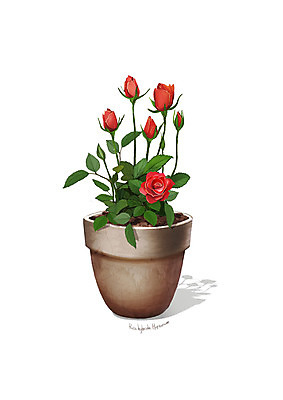 PSD 식물 꽃 화분 일러스트 사람없음 빨간색 흙 조약돌 원예 미니장미 디테일 국내일러스트 컬러 취미 장미 돌_바위 파일형식