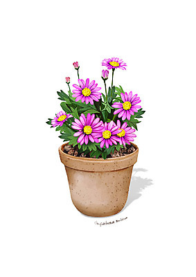 PSD 식물 꽃 화분 분홍색 일러스트 사람없음 조약돌 원예 디테일 사계국화 국내일러스트 컬러 취미 돌_바위 파일형식