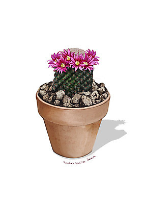 PSD 식물 꽃 화분 분홍색 일러스트 사람없음 조약돌 원예 디테일 성성환선인장 국내일러스트 컬러 선인장 취미 돌_바위 파일형식