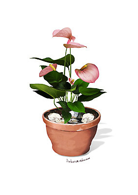 PSD 식물 꽃 화분 분홍색 일러스트 사람없음 조약돌 원예 안스리움 디테일 국내일러스트 컬러 취미 돌_바위 파일형식