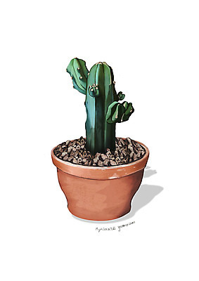 PSD 식물 화분 일러스트 사람없음 조약돌 원예 용신목 디테일 국내일러스트 선인장 취미 돌_바위 파일형식