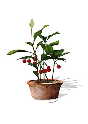 PSD 식물 열매 화분 일러스트 사람없음 빨간색 흙 조약돌 원예 디테일 천냥금 국내일러스트 컬러 취미 돌_바위 파일형식