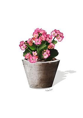 PSD 식물 꽃 화분 분홍색 일러스트 사람없음 조약돌 원예 카랑코에 디테일 국내일러스트 컬러 취미 돌_바위 파일형식