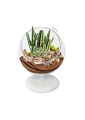 PSD 식물 화분 일러스트 유리병 선인장 이끼 사람없음 회색 조약돌 조개껍데기 원예 다육식물 디테일 테라리움 국내일러스트 컬러 병_용기 조개 취미 돌_바위 파일형식