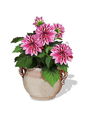 PSD 식물 꽃 화분 분홍색 일러스트 사람없음 조약돌 달리아 원예 디테일 국내일러스트 컬러 취미 돌_바위 파일형식