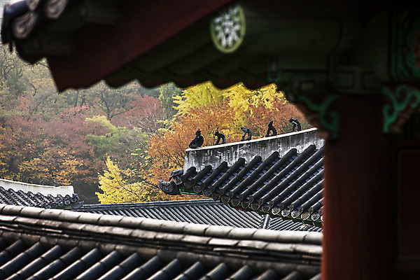포토 JPG 주간 전통 여행 단풍 서울 풍경 근접촬영 사람없음 야외 아웃포커스 가을풍경 궁전 문화재 가을 기와지붕 국내여행 잡상 경희궁 국내포토 자연요소 계절 뷰포인트 고건축 잎 지붕 한국 촬영기법 기와 파일형식 가을_계절
