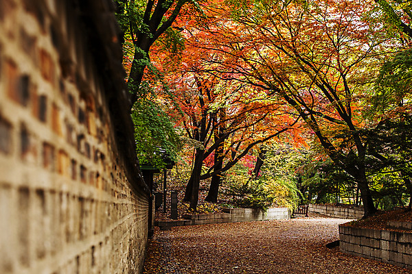 포토 JPG 주간 전통 여행 단풍 서울 풍경 사람없음 야외 아웃포커스 가을풍경 궁전 문화재 가을 국내여행 돌담길 경희궁 국내포토 자연요소 계절 길 고건축 잎 한국 돌담 촬영기법 파일형식 가을_계절