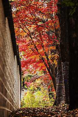 포토 JPG 주간 전통 로우앵글 여행 단풍 서울 풍경 사람없음 야외 가을풍경 궁전 문화재 가을 국내여행 돌담길 경희궁 국내포토 자연요소 계절 길 뷰포인트 고건축 잎 한국 돌담 파일형식 가을_계절