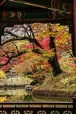포토 JPG 주간 전통 여행 단풍 서울 풍경 사람없음 야외 가을풍경 궁전 문화재 가을 연못 창덕궁 국내여행 국내포토 자연요소 계절 고건축 잎 한국 파일형식 가을_계절