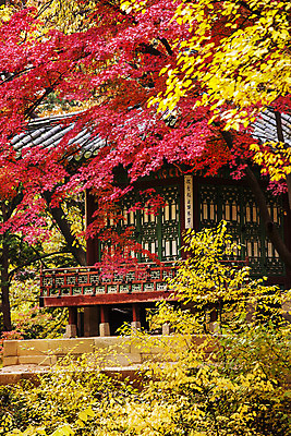 포토 JPG 주간 전통 여행 단풍 서울 풍경 사람없음 야외 가을풍경 궁전 문화재 가을 창덕궁 국내여행 국내포토 자연요소 계절 고건축 잎 한국 파일형식 가을_계절