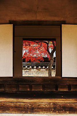 포토 JPG 주간 전통 여행 단풍 서울 풍경 사람없음 야외 가을풍경 궁전 문화재 가을 창덕궁 국내여행 국내포토 자연요소 계절 고건축 잎 한국 파일형식 가을_계절