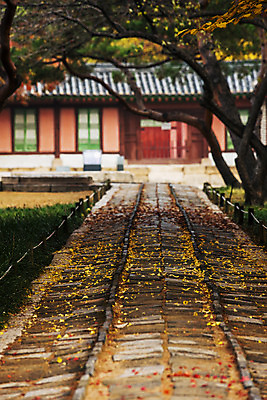 포토 JPG 주간 전통 길 여행 단풍 서울 풍경 근접촬영 사람없음 야외 아웃포커스 가을풍경 궁전 문화재 가을 창덕궁 국내여행 국내포토 자연요소 계절 뷰포인트 고건축 잎 한국 촬영기법 파일형식 가을_계절