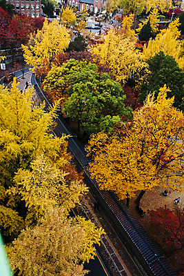 포토 JPG 주간 전통 여행 단풍 단풍나무 서울 풍경 사람없음 야외 가을풍경 궁전 문화재 가을 국내여행 덕수궁 국내포토 자연요소 나무 계절 고건축 잎 한국 파일형식 가을_계절