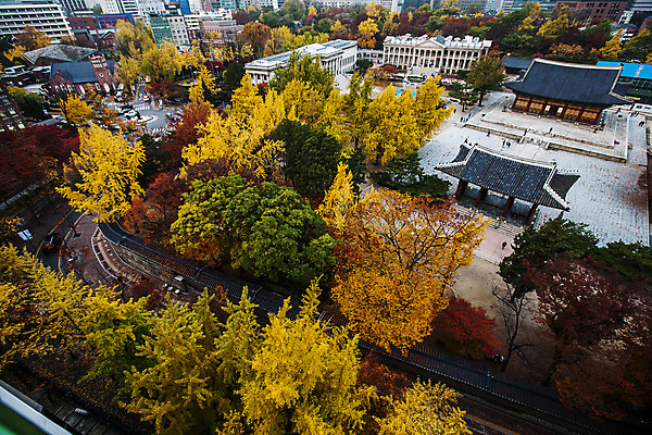 포토 JPG 주간 전통 여행 단풍 단풍나무 서울 풍경 사람없음 야외 가을풍경 궁전 문화재 가을 국내여행 덕수궁 국내포토 자연요소 나무 계절 고건축 잎 한국 파일형식 가을_계절