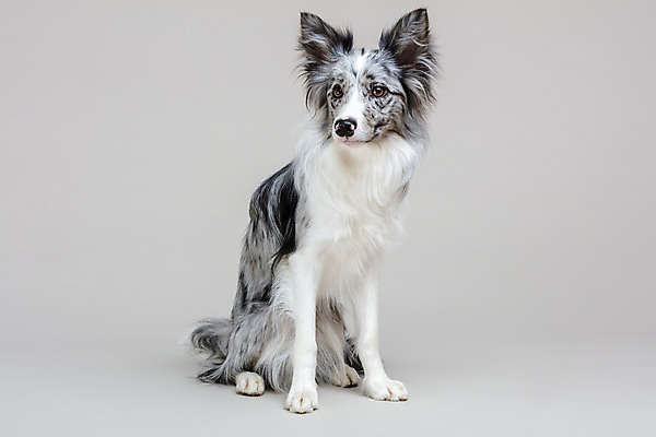 포토 JPG 스튜디오촬영 한마리 반려견 회색배경 실내 사람없음 앞모습 반려동물 귀여움 개 강아지 보더콜리 반려 국내포토 동물 1 뷰포인트 백그라운드 컨셉 포유류 내부 회색 콜리 파일형식