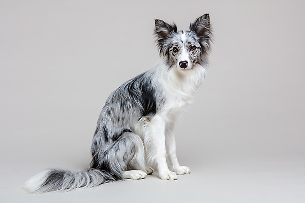 포토 JPG 스튜디오촬영 한마리 반려견 회색배경 실내 사람없음 옆모습 반려동물 귀여움 개 강아지 보더콜리 반려 국내포토 동물 1 뷰포인트 백그라운드 컨셉 포유류 내부 회색 콜리 파일형식