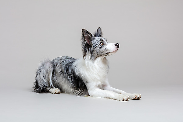 포토 JPG 스튜디오촬영 한마리 응시 반려견 회색배경 실내 사람없음 옆모습 반려동물 귀여움 개 강아지 보더콜리 반려 국내포토 동물 1 시선 뷰포인트 백그라운드 컨셉 포유류 내부 회색 콜리 파일형식