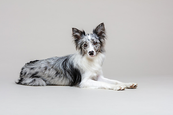 포토 JPG 스튜디오촬영 한마리 반려견 회색배경 실내 사람없음 옆모습 반려동물 귀여움 개 강아지 보더콜리 반려 국내포토 동물 1 뷰포인트 백그라운드 컨셉 포유류 내부 회색 콜리 파일형식