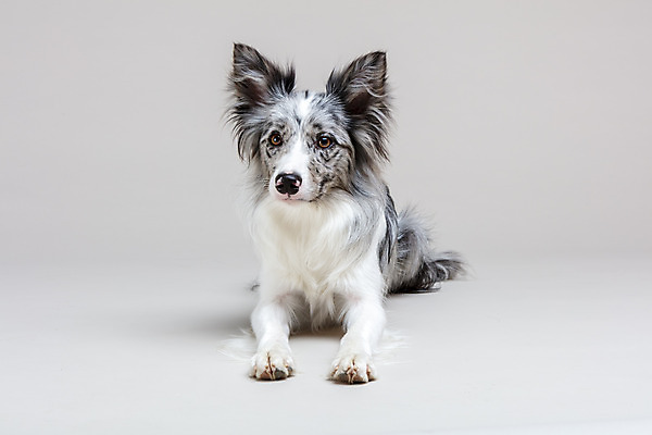 포토 JPG 스튜디오촬영 한마리 반려견 회색배경 실내 사람없음 앞모습 반려동물 귀여움 개 강아지 보더콜리 반려 국내포토 동물 1 뷰포인트 백그라운드 컨셉 포유류 내부 회색 콜리 파일형식