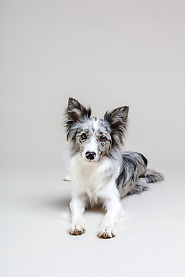 포토 JPG 스튜디오촬영 한마리 반려견 회색배경 실내 사람없음 앞모습 반려동물 귀여움 개 강아지 보더콜리 반려 국내포토 동물 1 뷰포인트 백그라운드 컨셉 포유류 내부 회색 콜리 파일형식