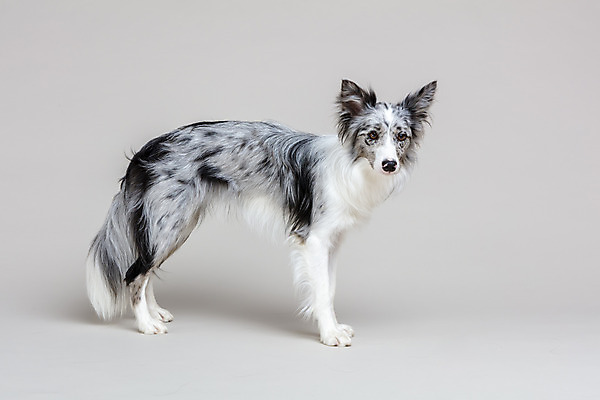 포토 JPG 스튜디오촬영 한마리 반려견 회색배경 실내 사람없음 옆모습 반려동물 귀여움 개 강아지 보더콜리 반려 국내포토 동물 1 뷰포인트 백그라운드 컨셉 포유류 내부 회색 콜리 파일형식