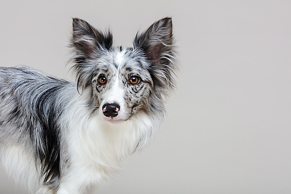 포토 JPG 스튜디오촬영 한마리 반려견 회색배경 실내 근접촬영 사람없음 옆모습 반려동물 귀여움 개 강아지 보더콜리 반려 국내포토 동물 1 뷰포인트 백그라운드 컨셉 포유류 내부 회색 콜리 파일형식