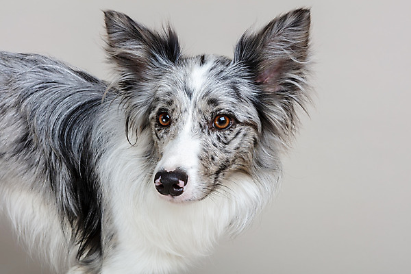 포토 JPG 스튜디오촬영 한마리 반려견 회색배경 실내 근접촬영 사람없음 옆모습 반려동물 귀여움 개 강아지 보더콜리 반려 국내포토 동물 1 뷰포인트 백그라운드 컨셉 포유류 내부 회색 콜리 파일형식