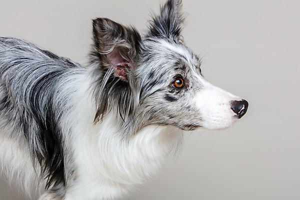 포토 JPG 스튜디오촬영 한마리 반려견 회색배경 실내 근접촬영 사람없음 옆모습 반려동물 귀여움 개 강아지 보더콜리 반려 국내포토 동물 1 뷰포인트 백그라운드 컨셉 포유류 내부 회색 콜리 파일형식