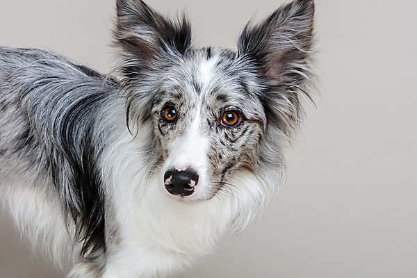 포토 JPG 스튜디오촬영 한마리 반려견 회색배경 실내 근접촬영 사람없음 앞모습 반려동물 귀여움 개 강아지 보더콜리 반려 국내포토 동물 1 뷰포인트 백그라운드 컨셉 포유류 내부 회색 콜리 파일형식