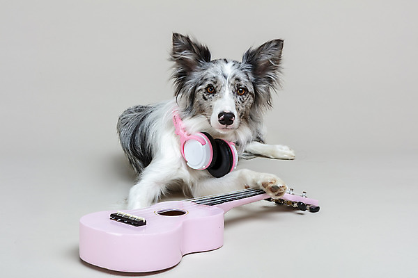 포토 JPG 스튜디오촬영 한마리 반려견 회색배경 실내 사람없음 앞모습 반려동물 귀여움 헤드폰 기타 개 강아지 우쿨렐레 보더콜리 반려 국내포토 동물 1 뷰포인트 음향기기 백그라운드 컨셉 포유류 현악기 내부 회색 콜리 파일형식