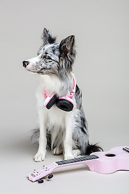 포토 JPG 스튜디오촬영 한마리 반려견 회색배경 실내 사람없음 앞모습 반려동물 귀여움 헤드폰 기타 개 강아지 우쿨렐레 보더콜리 반려 국내포토 동물 1 뷰포인트 음향기기 백그라운드 컨셉 포유류 현악기 내부 회색 콜리 파일형식