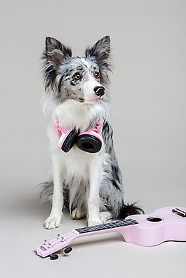 포토 JPG 스튜디오촬영 한마리 반려견 회색배경 실내 사람없음 앞모습 반려동물 귀여움 헤드폰 기타 개 강아지 우쿨렐레 보더콜리 반려 국내포토 동물 1 뷰포인트 음향기기 백그라운드 컨셉 포유류 현악기 내부 회색 콜리 파일형식