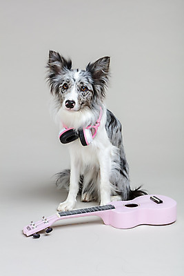포토 JPG 스튜디오촬영 한마리 반려견 회색배경 실내 사람없음 앞모습 반려동물 귀여움 헤드폰 기타 개 강아지 우쿨렐레 보더콜리 반려 국내포토 동물 1 뷰포인트 음향기기 백그라운드 컨셉 포유류 현악기 내부 회색 콜리 파일형식