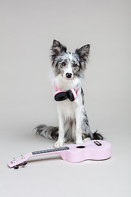 포토 JPG 스튜디오촬영 한마리 반려견 회색배경 실내 사람없음 앞모습 반려동물 귀여움 헤드폰 기타 개 강아지 우쿨렐레 보더콜리 반려 국내포토 동물 1 뷰포인트 음향기기 백그라운드 컨셉 포유류 현악기 내부 회색 콜리 파일형식