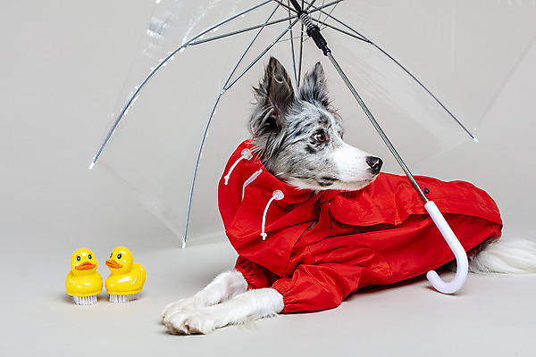 포토 JPG 스튜디오촬영 한마리 반려견 우산 회색배경 실내 사람없음 옆모습 반려동물 귀여움 개 강아지 우비 보더콜리 반려 국내포토 동물 1 옷 뷰포인트 백그라운드 컨셉 포유류 내부 회색 콜리 파일형식