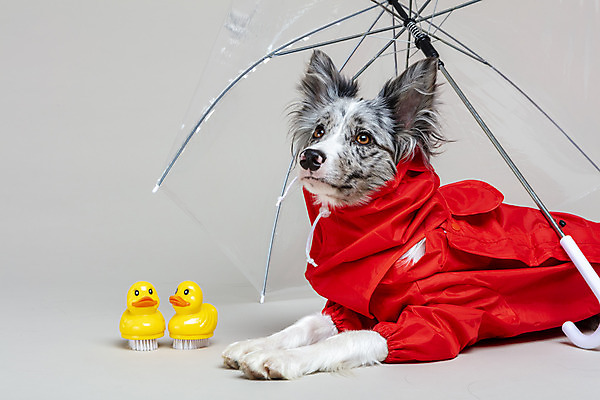 포토 JPG 스튜디오촬영 한마리 반려견 우산 회색배경 실내 사람없음 옆모습 반려동물 귀여움 개 강아지 우비 보더콜리 반려 국내포토 동물 1 옷 뷰포인트 백그라운드 컨셉 포유류 내부 회색 콜리 파일형식