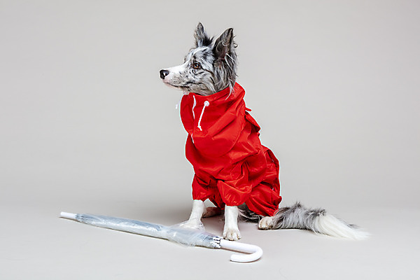 포토 JPG 스튜디오촬영 한마리 반려견 회색배경 실내 사람없음 앞모습 반려동물 귀여움 개 강아지 우비 보더콜리 반려 국내포토 동물 1 옷 뷰포인트 백그라운드 컨셉 포유류 내부 회색 콜리 파일형식