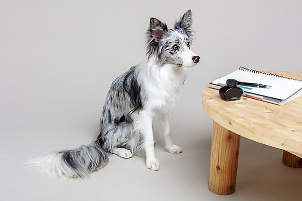포토 JPG 스튜디오촬영 한마리 반려견 회색배경 실내 사람없음 옆모습 반려동물 귀여움 공책 개 강아지 책상 보더콜리 반려 국내포토 동물 1 뷰포인트 가구 백그라운드 컨셉 포유류 문구용품 내부 회색 콜리 파일형식