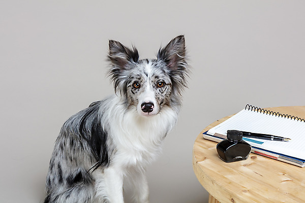 포토 JPG 스튜디오촬영 한마리 반려견 회색배경 실내 사람없음 앞모습 반려동물 귀여움 공책 개 강아지 책상 보더콜리 반려 국내포토 동물 1 뷰포인트 가구 백그라운드 컨셉 포유류 문구용품 내부 회색 콜리 파일형식