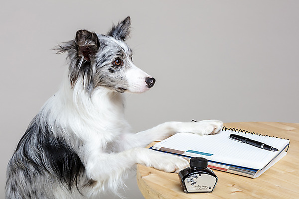 포토 JPG 스튜디오촬영 한마리 반려견 회색배경 실내 사람없음 옆모습 반려동물 귀여움 공책 개 강아지 책상 보더콜리 반려 국내포토 동물 1 뷰포인트 가구 백그라운드 컨셉 포유류 문구용품 내부 회색 콜리 파일형식