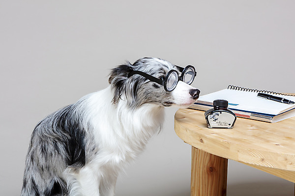 포토 JPG 스튜디오촬영 한마리 반려견 안경 회색배경 실내 사람없음 옆모습 반려동물 귀여움 공책 개 강아지 보더콜리 반려 국내포토 동물 1 잡화 뷰포인트 백그라운드 컨셉 포유류 문구용품 내부 회색 콜리 파일형식