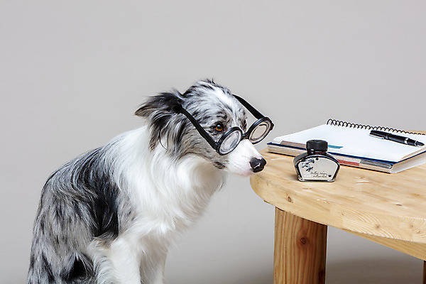 포토 JPG 스튜디오촬영 한마리 반려견 안경 회색배경 실내 사람없음 옆모습 반려동물 귀여움 공책 개 강아지 보더콜리 반려 국내포토 동물 1 잡화 뷰포인트 백그라운드 컨셉 포유류 문구용품 내부 회색 콜리 파일형식