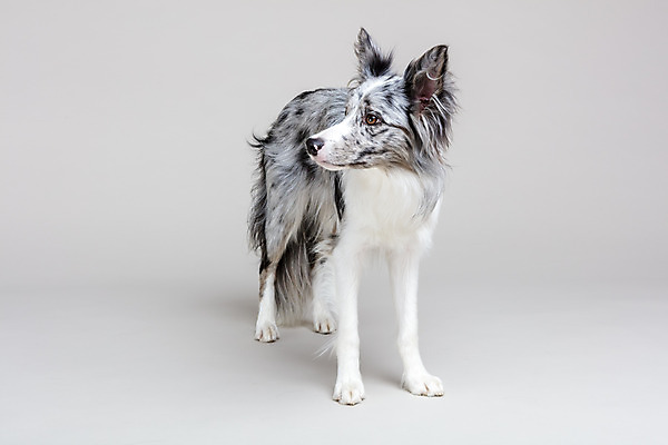 포토 JPG 스튜디오촬영 한마리 반려견 회색배경 실내 사람없음 앞모습 반려동물 귀여움 개 강아지 보더콜리 반려 국내포토 동물 1 뷰포인트 백그라운드 컨셉 포유류 내부 회색 콜리 파일형식