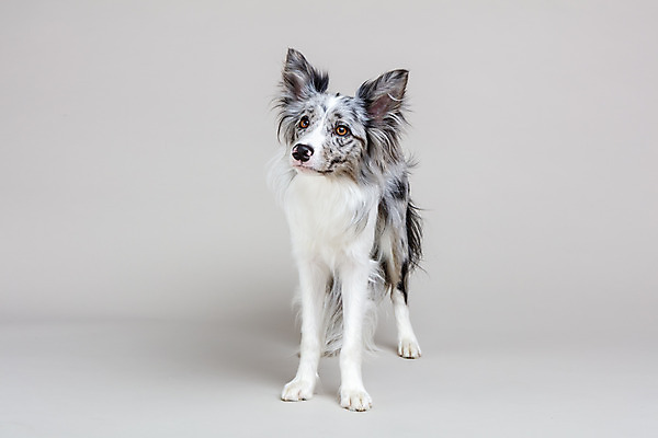 포토 JPG 스튜디오촬영 한마리 반려견 회색배경 실내 사람없음 앞모습 반려동물 귀여움 개 강아지 보더콜리 반려 국내포토 동물 1 뷰포인트 백그라운드 컨셉 포유류 내부 회색 콜리 파일형식