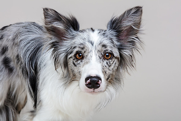 포토 JPG 스튜디오촬영 한마리 반려견 회색배경 실내 사람없음 앞모습 반려동물 귀여움 개 강아지 보더콜리 반려 국내포토 동물 1 뷰포인트 백그라운드 컨셉 포유류 내부 회색 콜리 파일형식