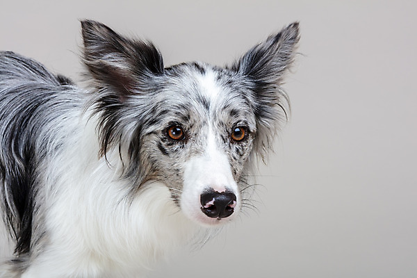 포토 JPG 스튜디오촬영 한마리 반려견 회색배경 실내 사람없음 앞모습 반려동물 귀여움 개 강아지 보더콜리 반려 국내포토 동물 1 뷰포인트 백그라운드 컨셉 포유류 내부 회색 콜리 파일형식