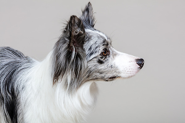 포토 JPG 스튜디오촬영 한마리 반려견 회색배경 실내 사람없음 옆모습 반려동물 귀여움 개 강아지 보더콜리 반려 국내포토 동물 1 뷰포인트 백그라운드 컨셉 포유류 내부 회색 콜리 파일형식